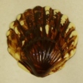Jacob schelp