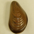 Mossel