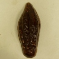 Cacao